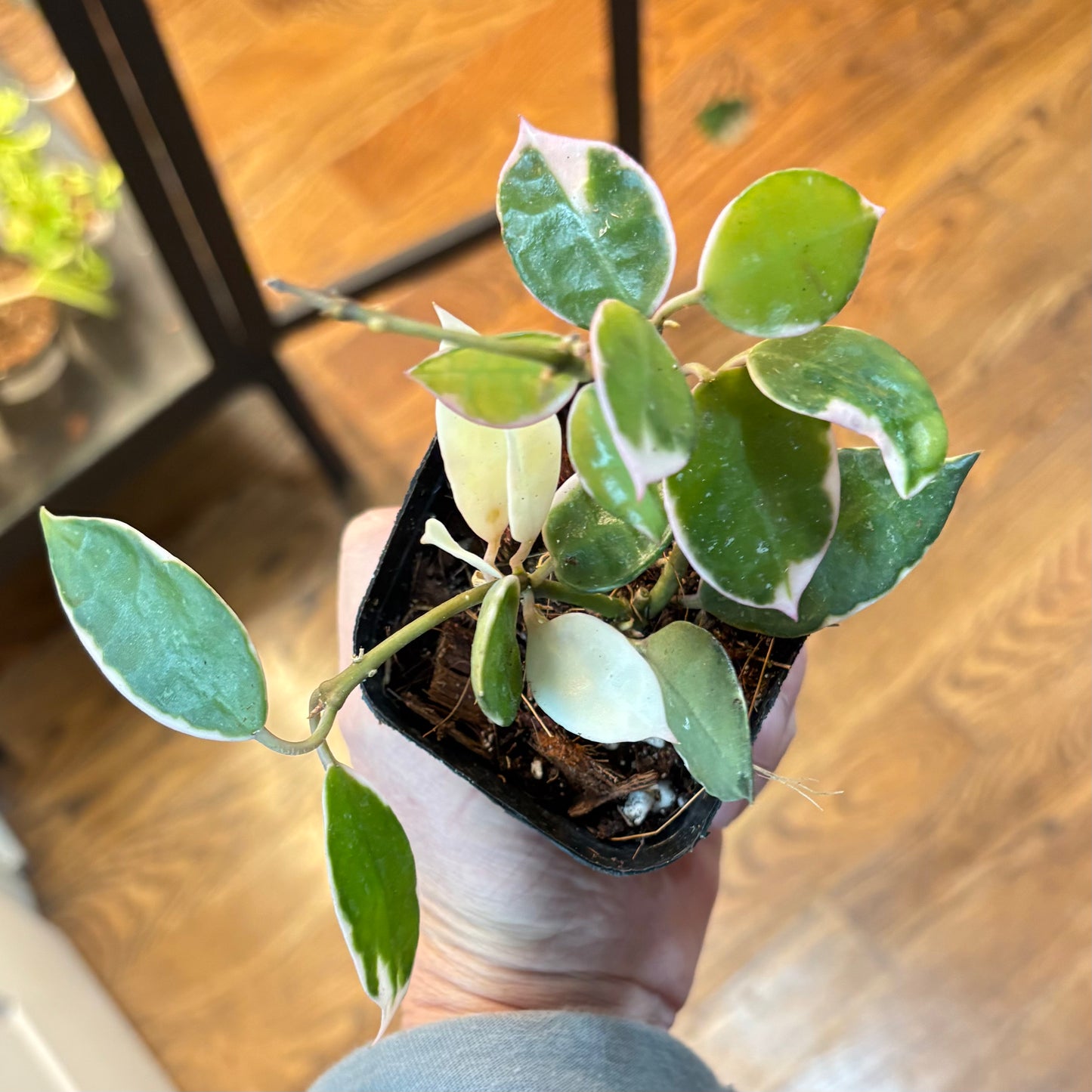 Hoya Lacunosa Asami Var.