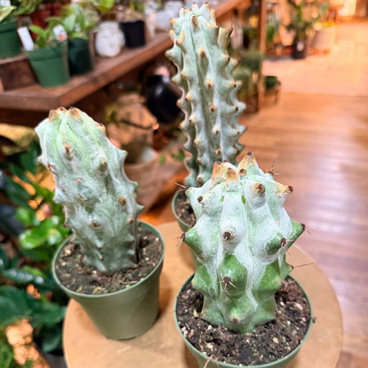 Cactus ghost white Boobie