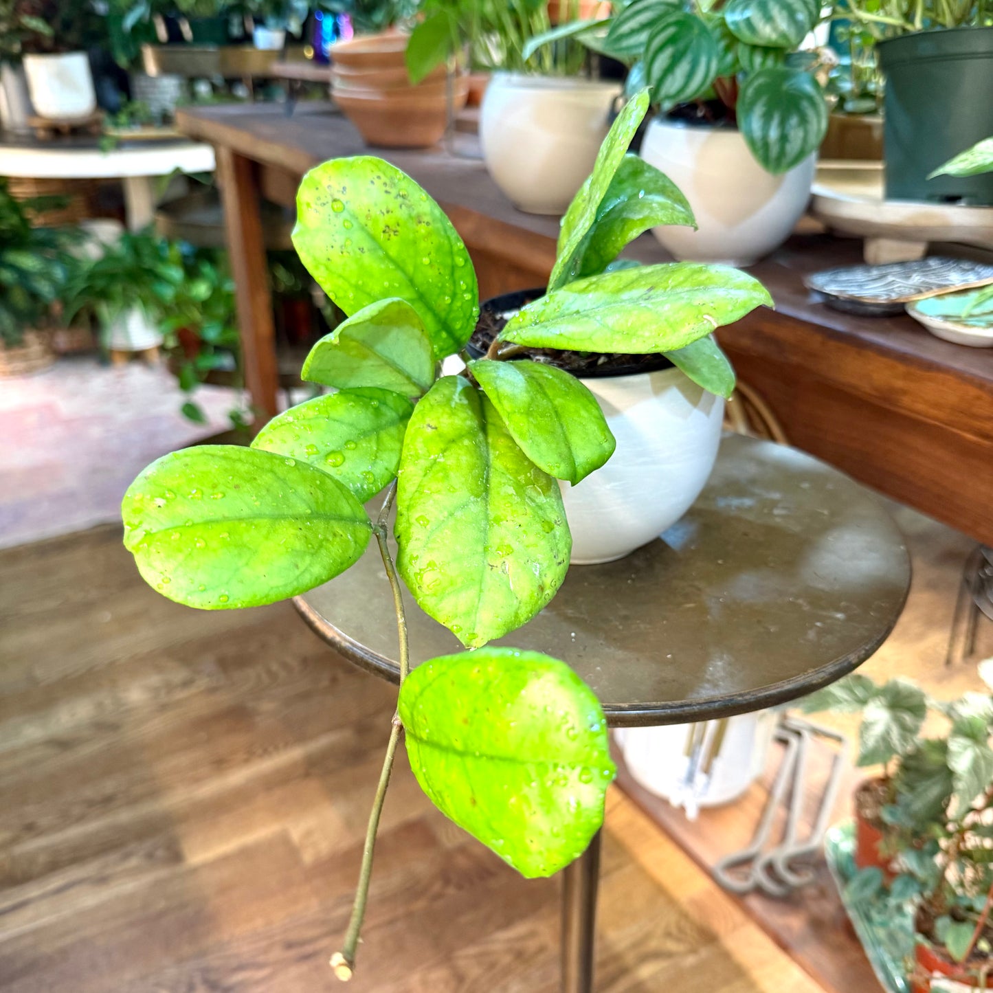 Hoya cv. Viola