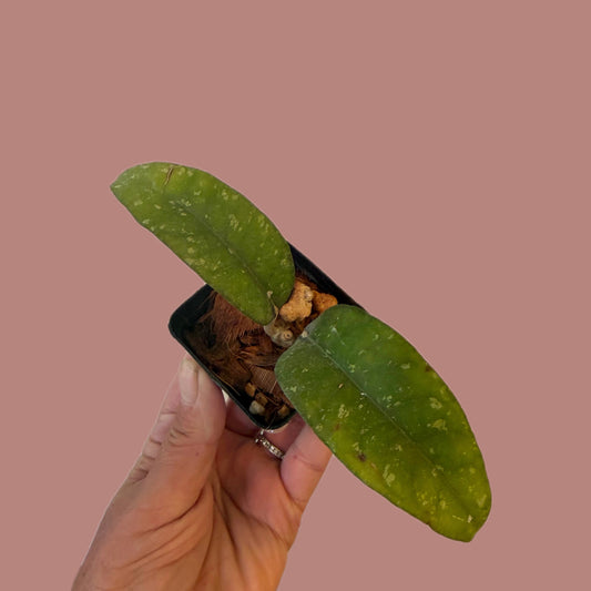 Hoya SP Aceh Putri Betung