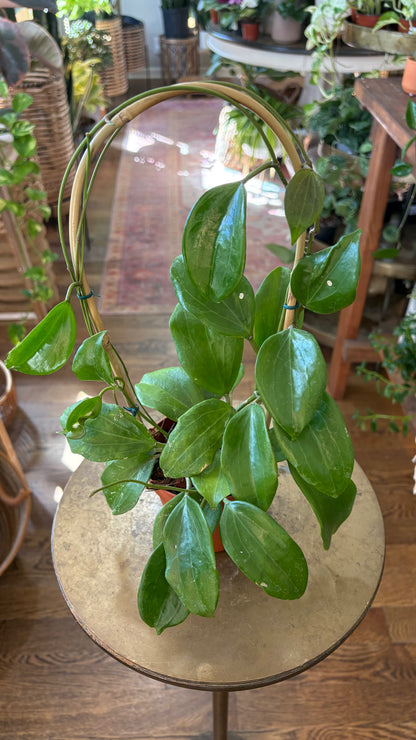 Hoya Quinquenervia
