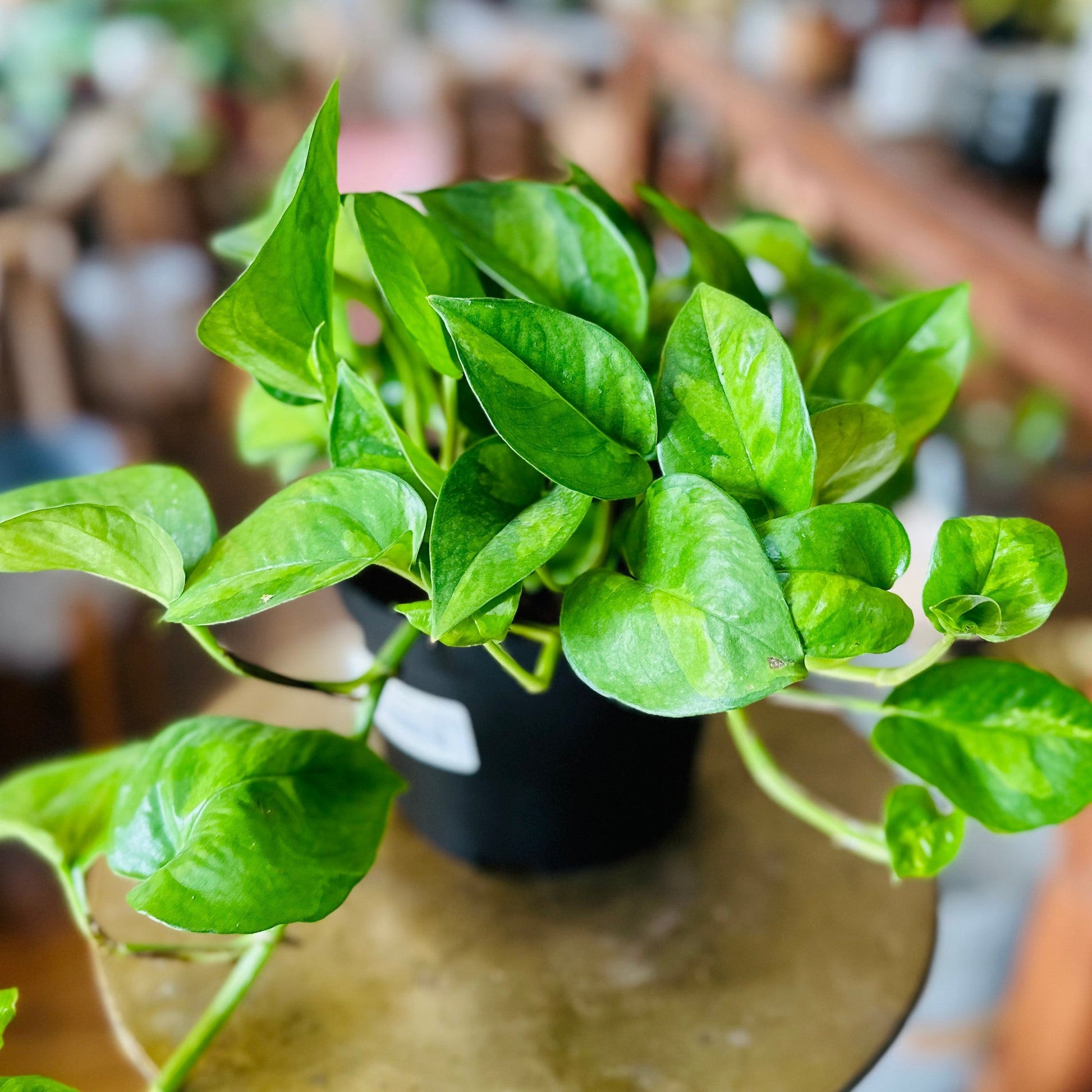 Global Green Pothos-available at Hidden Seed Plant Shop