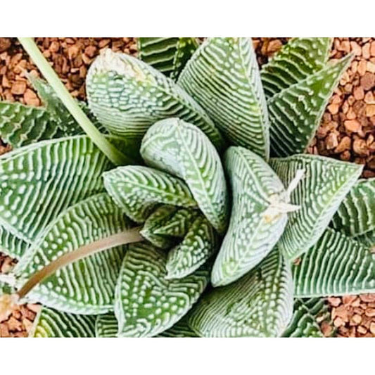 Haworthia ‘Miami’-available at Hidden Seed Plant Shop