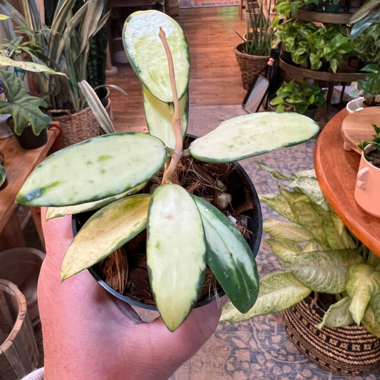 Hoya 'Acuta' (Inner Variegation)-available at Hidden Seed Plant Shop