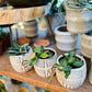 Hoya Burtoniae Variegated-available at Hidden Seed Plant Shop