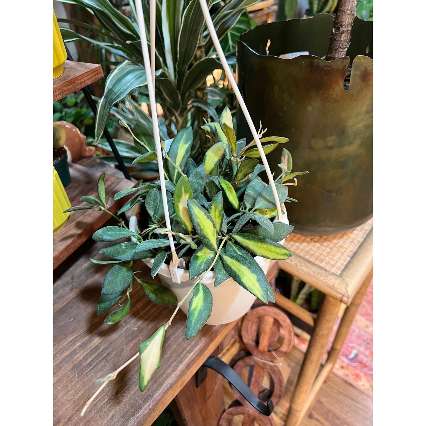 Hoya Burtoniae Variegated-available at Hidden Seed Plant Shop