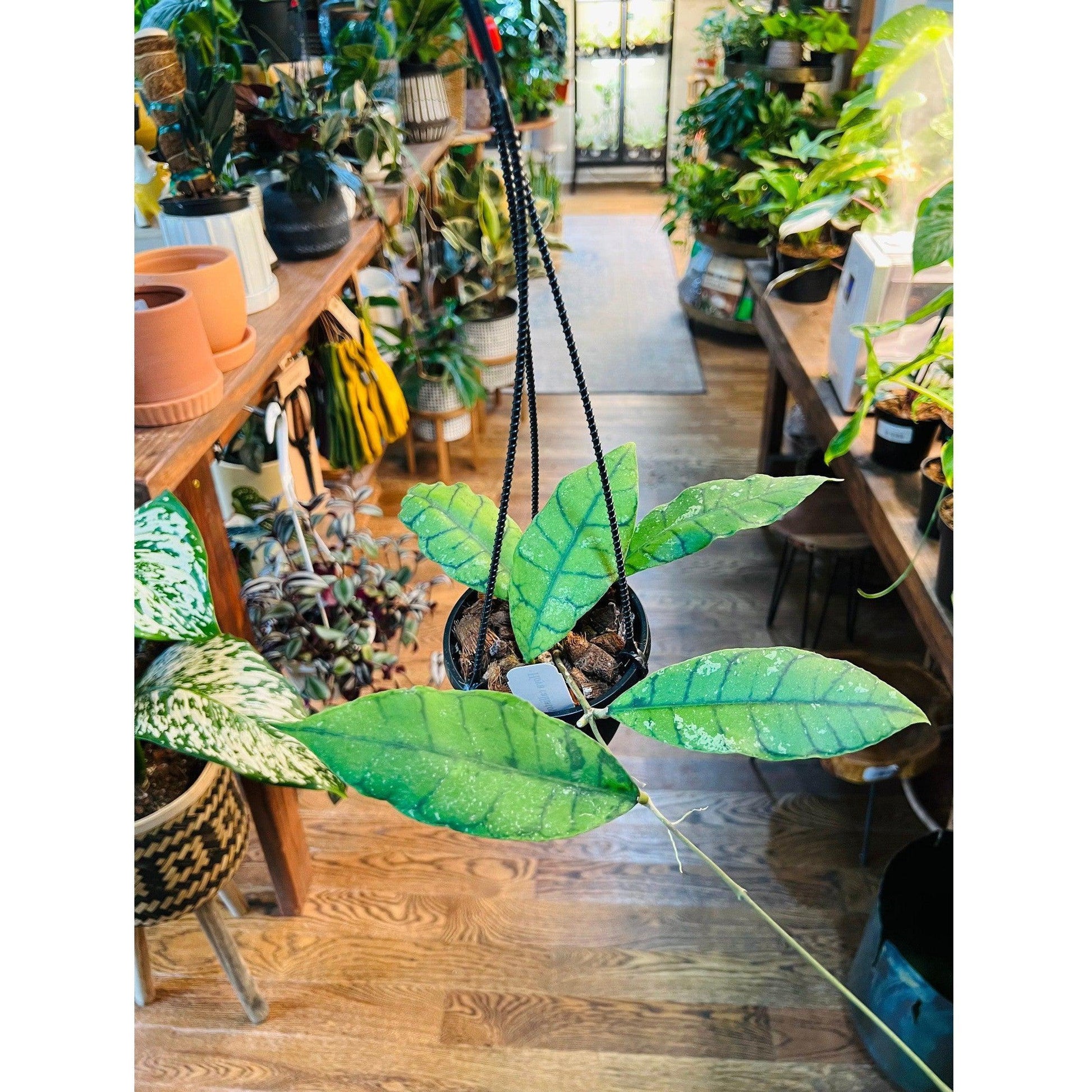 Hoya 'Callistophylla'-available at Hidden Seed Plant Shop