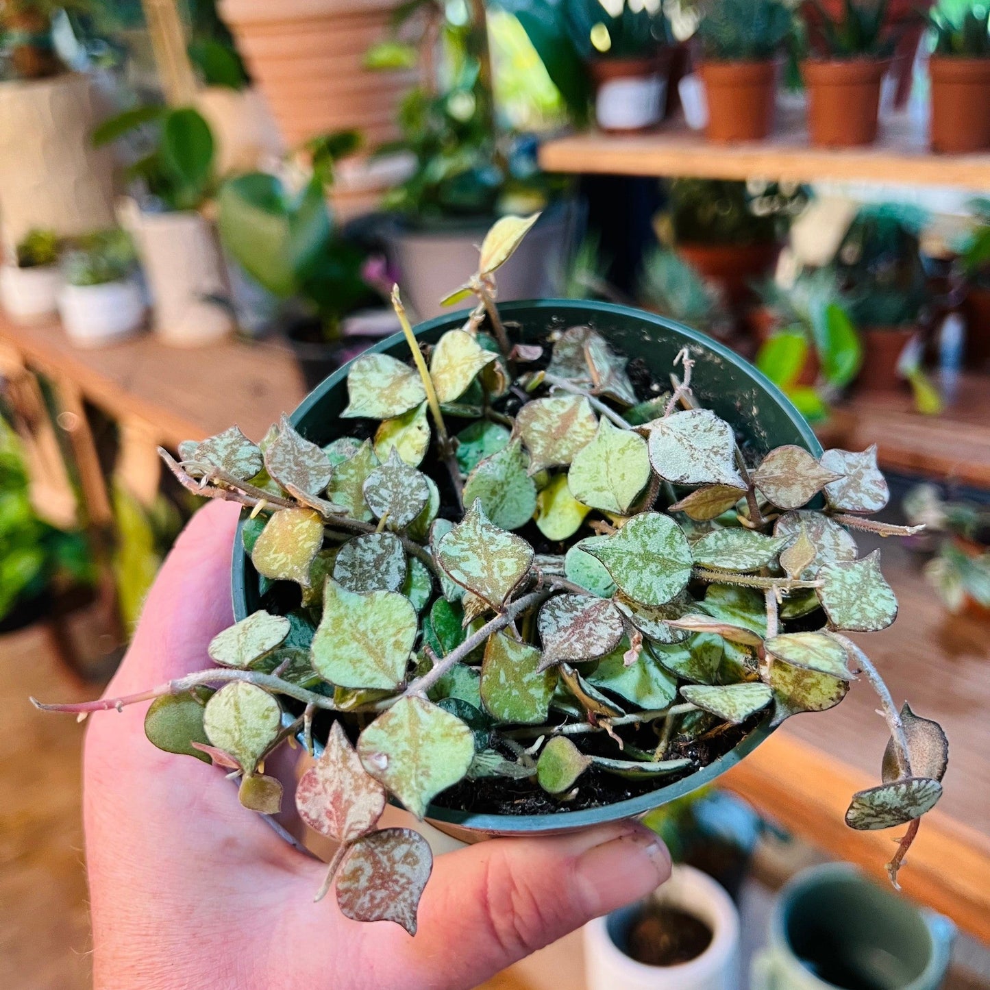 Hoya (Collectors Assorted Mix)-available at Hidden Seed Plant Shop