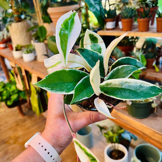 Hoya (Collectors Assorted Mix)-available at Hidden Seed Plant Shop