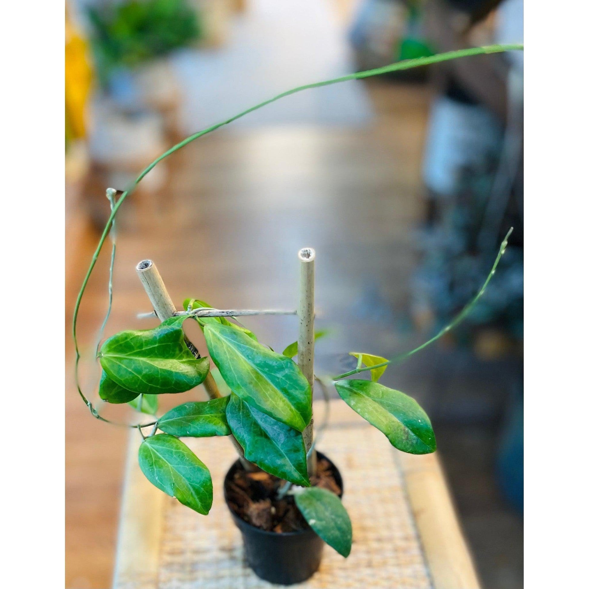 Hoya Cutis-Porcelana' (j1)-available at Hidden Seed Plant Shop