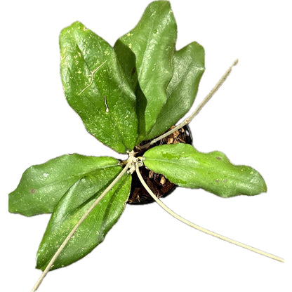 Hoya ‘Erythrina’ 4” 7 Leaf-available at Hidden Seed Plant Shop