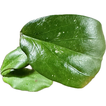 Hoya ‘Erythrina’ 4” 7 Leaf-available at Hidden Seed Plant Shop