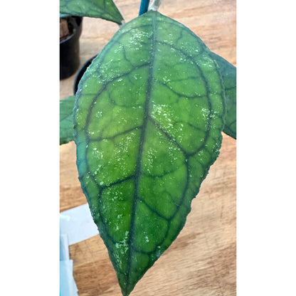 Hoya 'Finlaysonii Big Leaf’-available at Hidden Seed Plant Shop