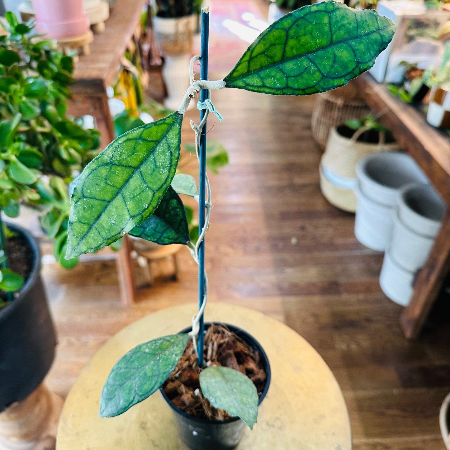 Hoya 'Finlaysonii Nova-available at Hidden Seed Plant Shop