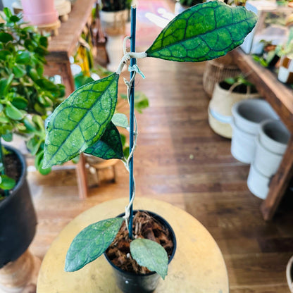 Hoya 'Finlaysonii Nova-available at Hidden Seed Plant Shop