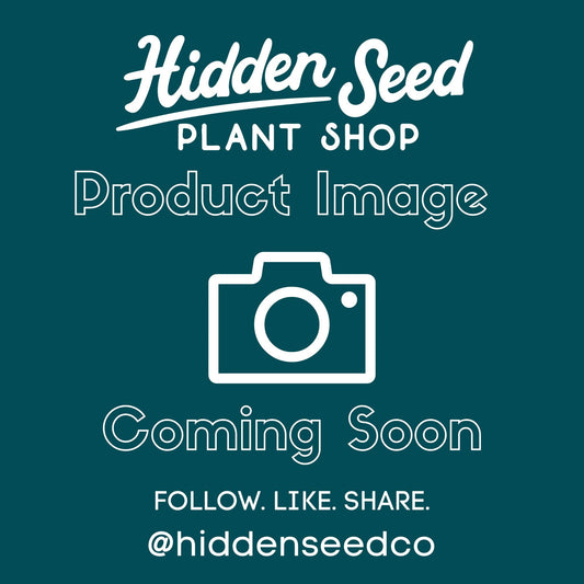 Hoya 'Flavida' 3”-available at Hidden Seed Plant Shop