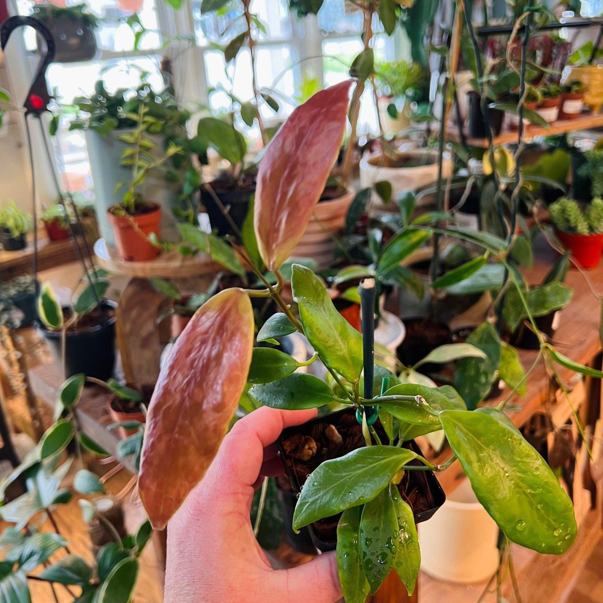 Hoya 'Flavida'-available at Hidden Seed Plant Shop