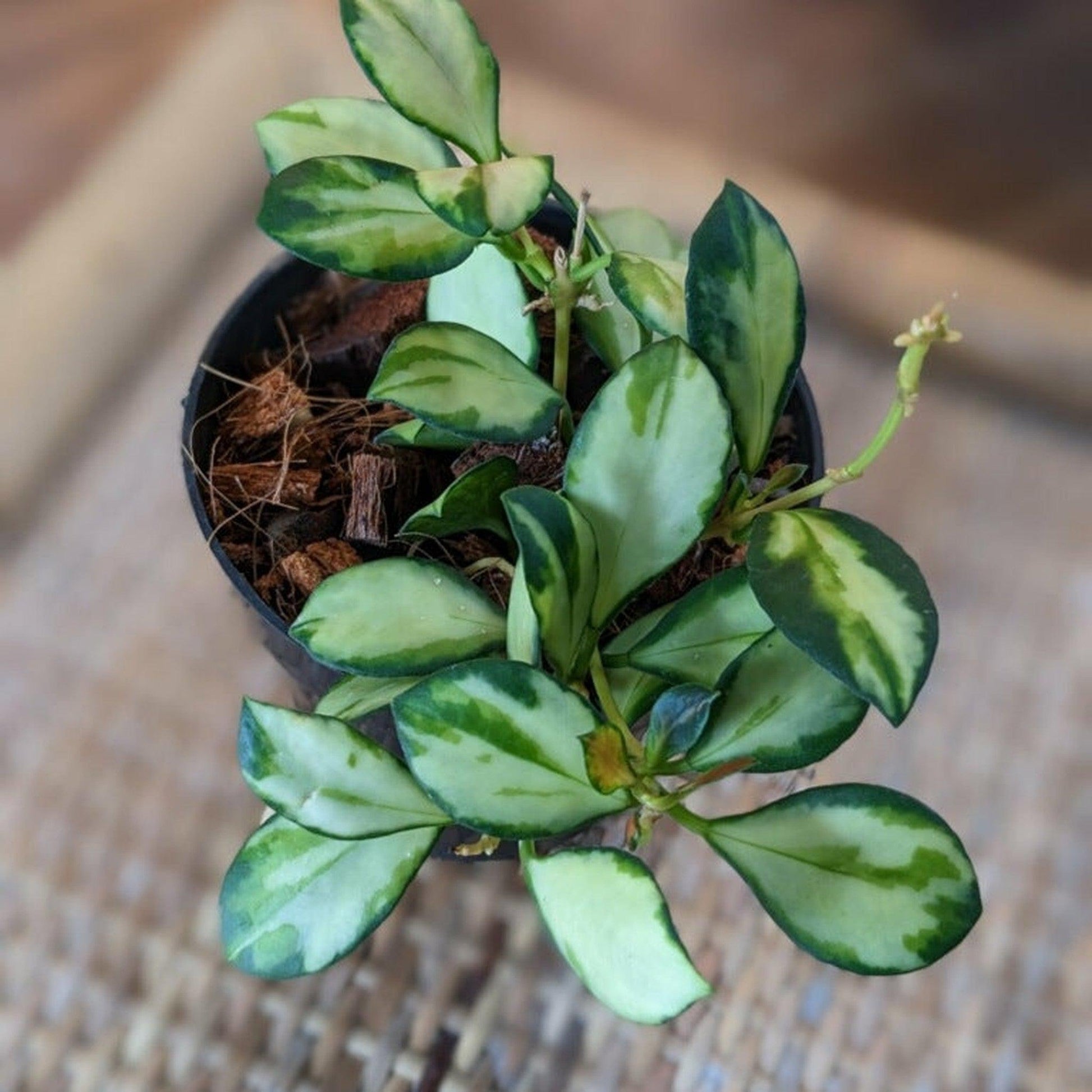 Hoya 'Heuschkeliana Variegata'-available at Hidden Seed Plant Shop