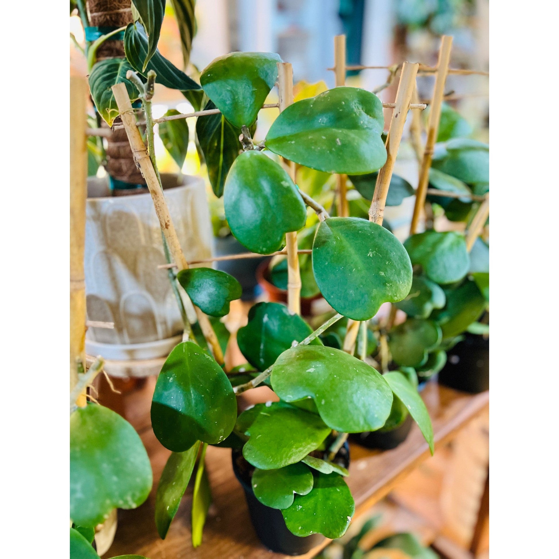 Hoya Kerriii Heart Green-available at Hidden Seed Plant Shop