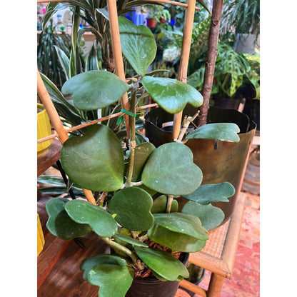Hoya Kerriii Heart Green-available at Hidden Seed Plant Shop