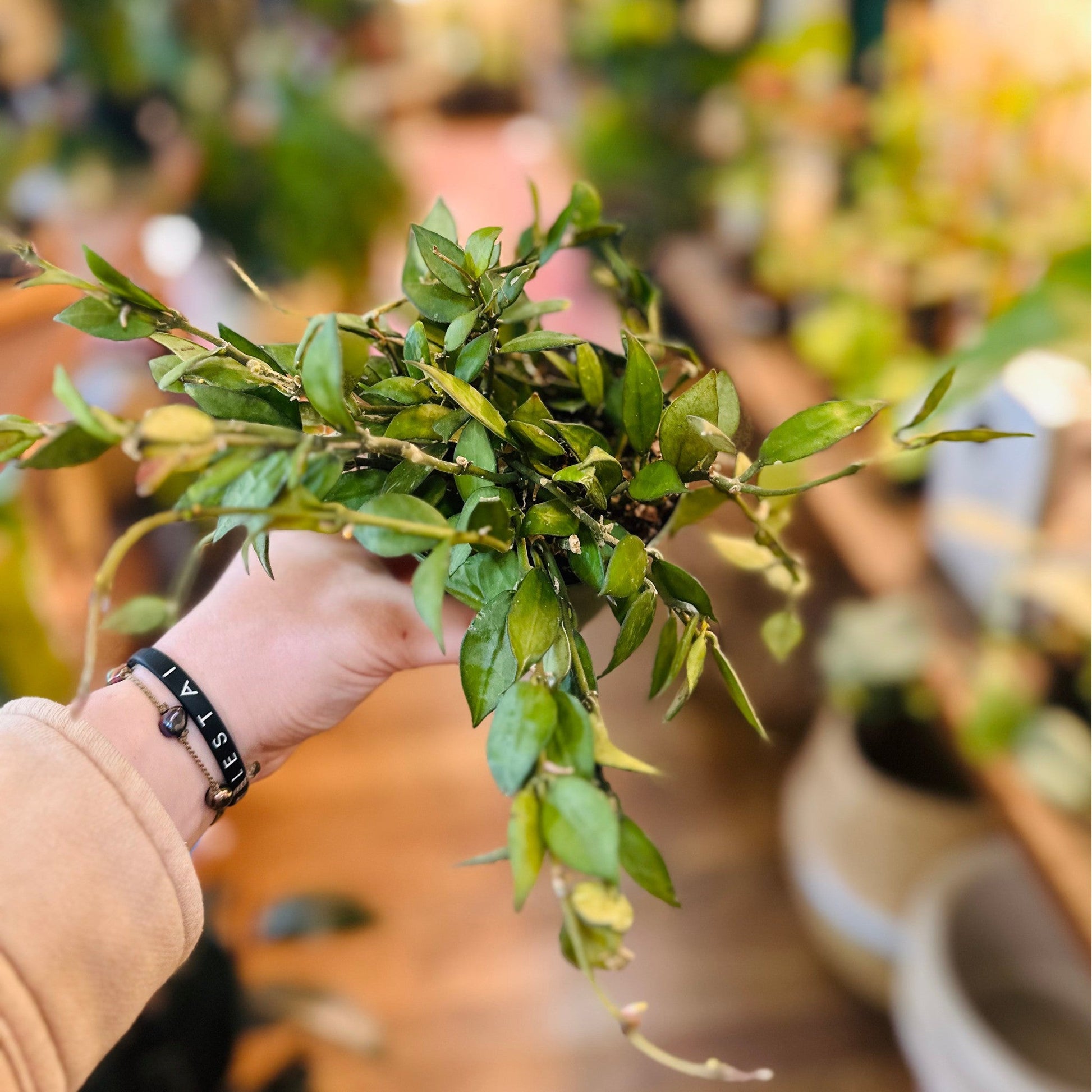 Hoya Lacunosa-available at Hidden Seed Plant Shop