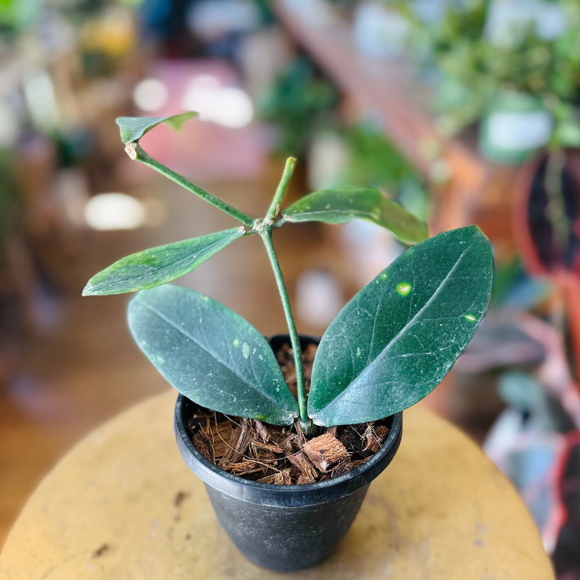 Hoya Lobbii black-available at Hidden Seed Plant Shop