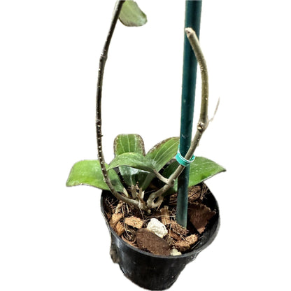 Hoya 'Merrilii - Long Leaf' (j1)-available at Hidden Seed Plant Shop