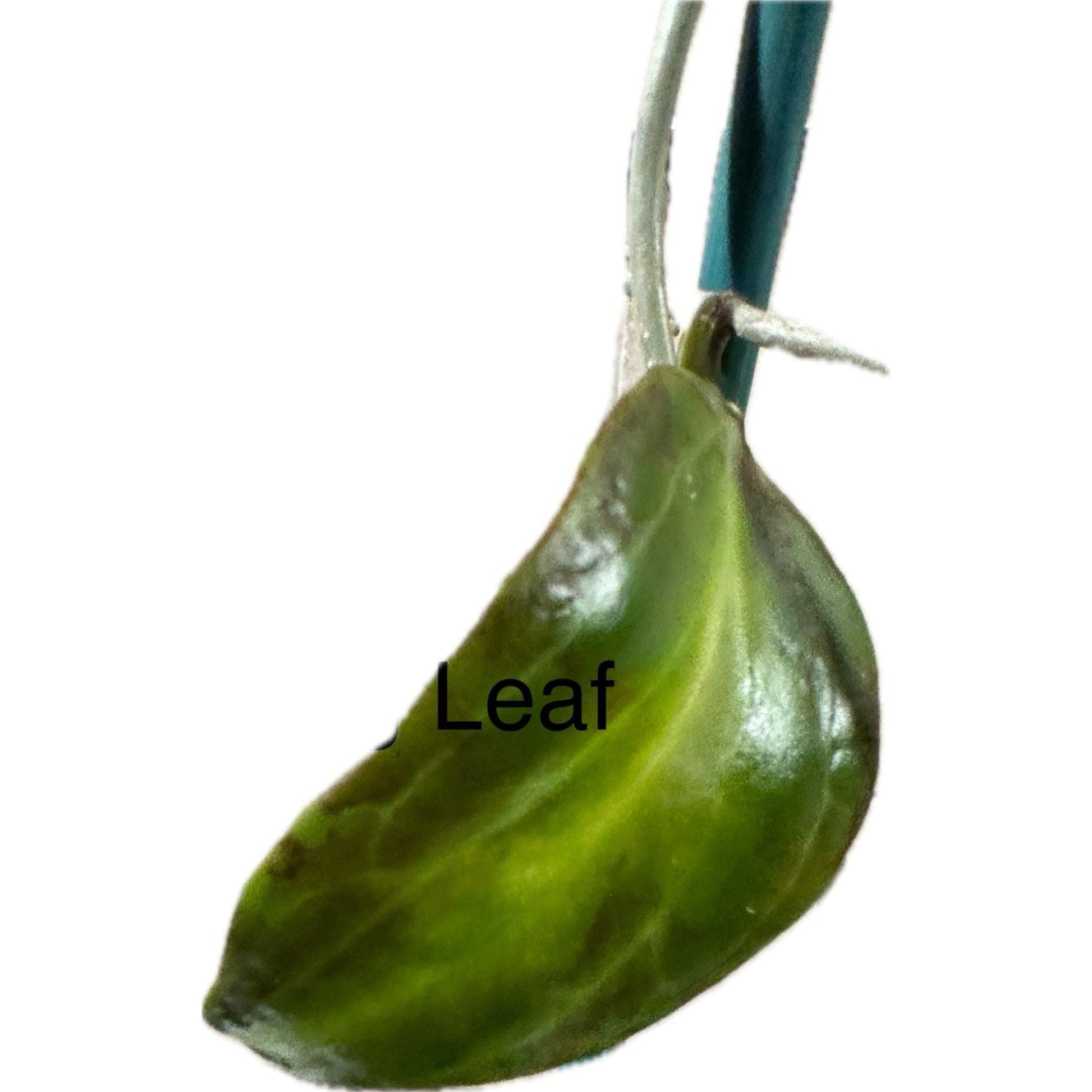 Hoya 'Merrilii - Long Leaf' (j1)-available at Hidden Seed Plant Shop