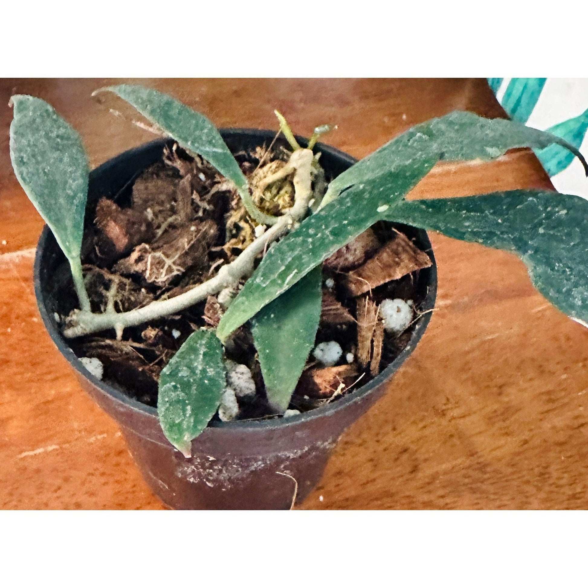 Hoya Mirabilis 3”-available at Hidden Seed Plant Shop