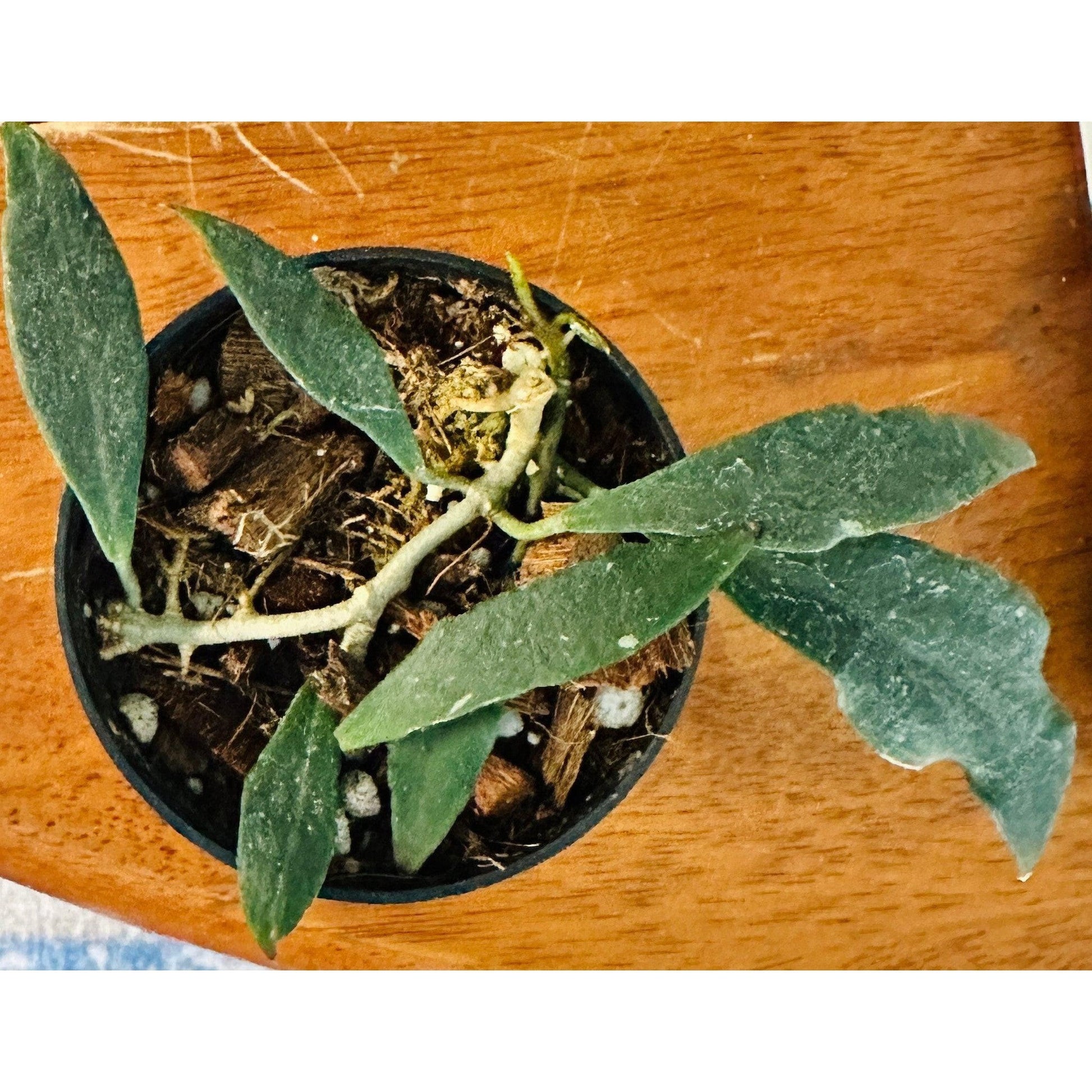 Hoya Mirabilis 3”-available at Hidden Seed Plant Shop