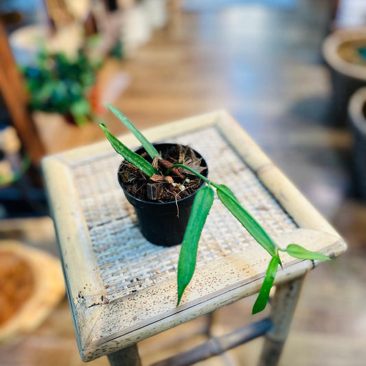 Hoya Pandurata-available at Hidden Seed Plant Shop