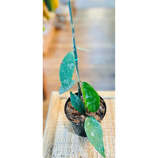 Hoya 'Phuwuaensis Splash'-available at Hidden Seed Plant Shop