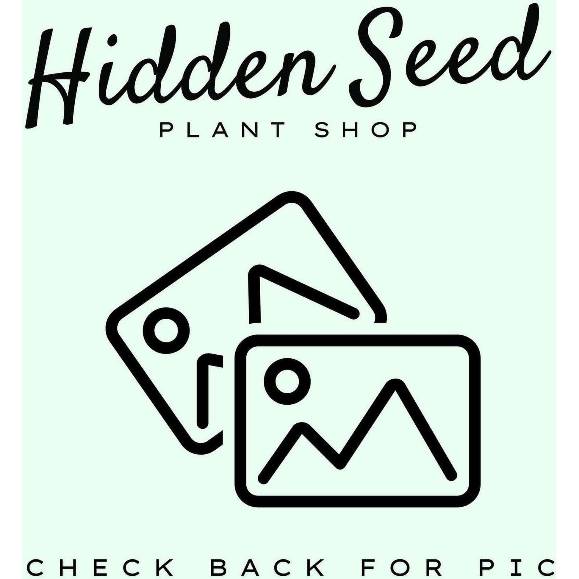 Hoya 'Sunrise'-available at Hidden Seed Plant Shop