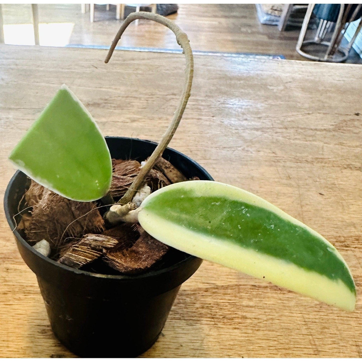 Hoya 'Verticillata Acuta Outer Var Albomarginata'-available at Hidden Seed Plant Shop