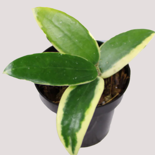 Hoya 'Acuta Albo-Marginata' - Hidden Seed Plant Shop