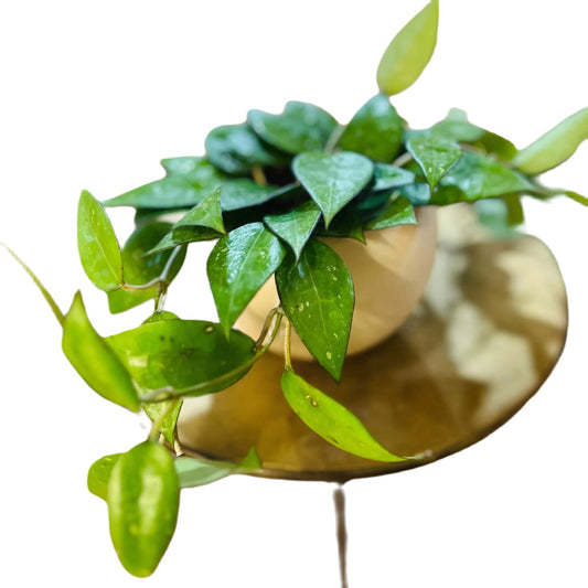 Hoya 'Black Margin' - Hidden Seed Plant Shop