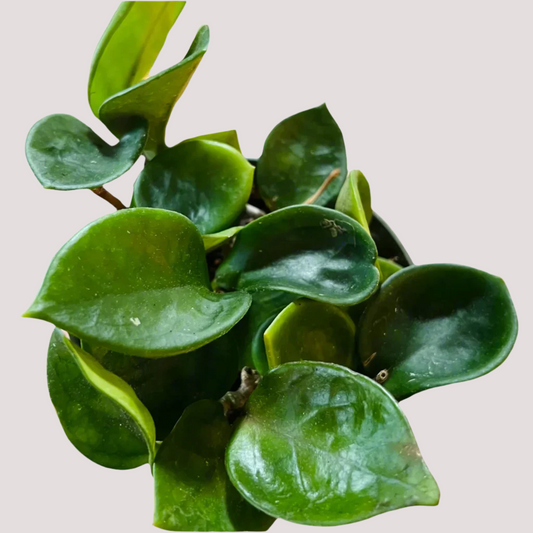 Hoya 'Carnosa Chelsea' - Hidden Seed Plant Shop