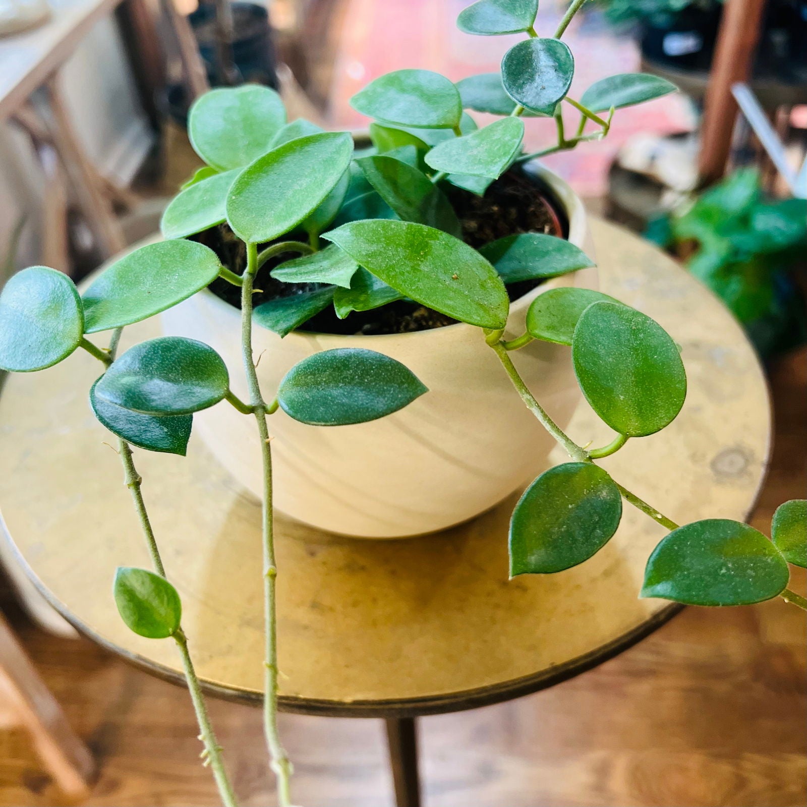 Hoya 'Chouke' | 4” - Hidden Seed Plant Shop
