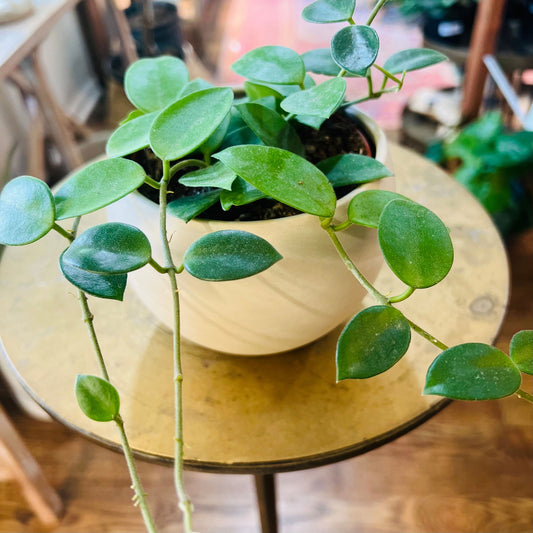 Hoya 'Chouke' | 4” - Hidden Seed Plant Shop