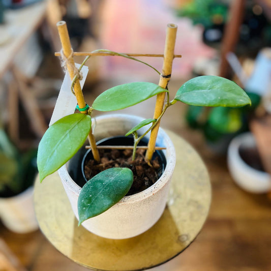 Hoya 'Doi - Tung' on Trellis - Hidden Seed Plant Shop