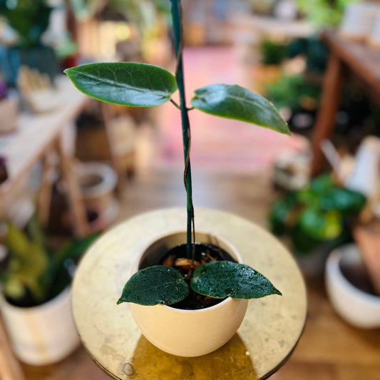 Hoya Inflata - Hidden Seed Plant Shop