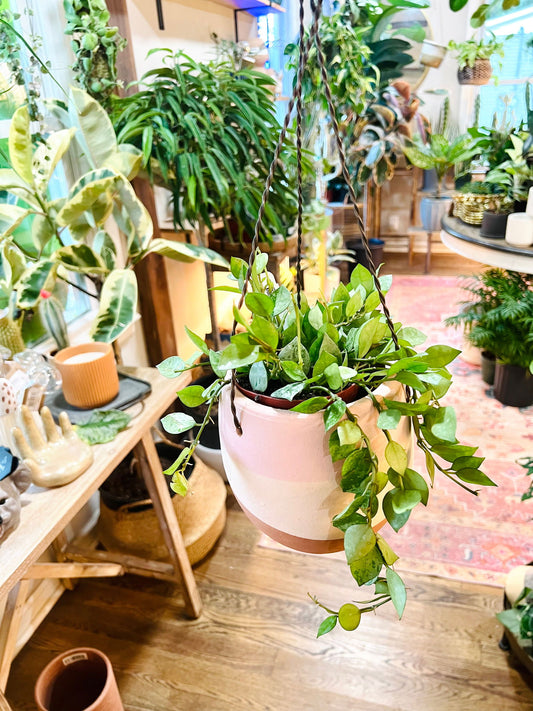 Hoya ‘Krohniana Super Silver’ - Hidden Seed Plant Shop