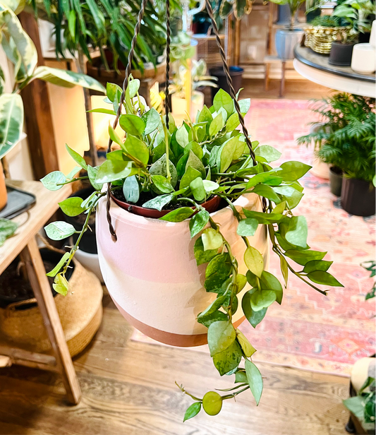 Hoya ‘Krohniana Super Silver’ - Hidden Seed Plant Shop