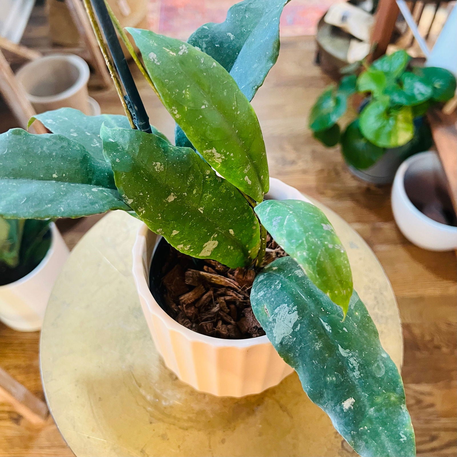 Hoya 'Mitrata' - Hidden Seed Plant Shop
