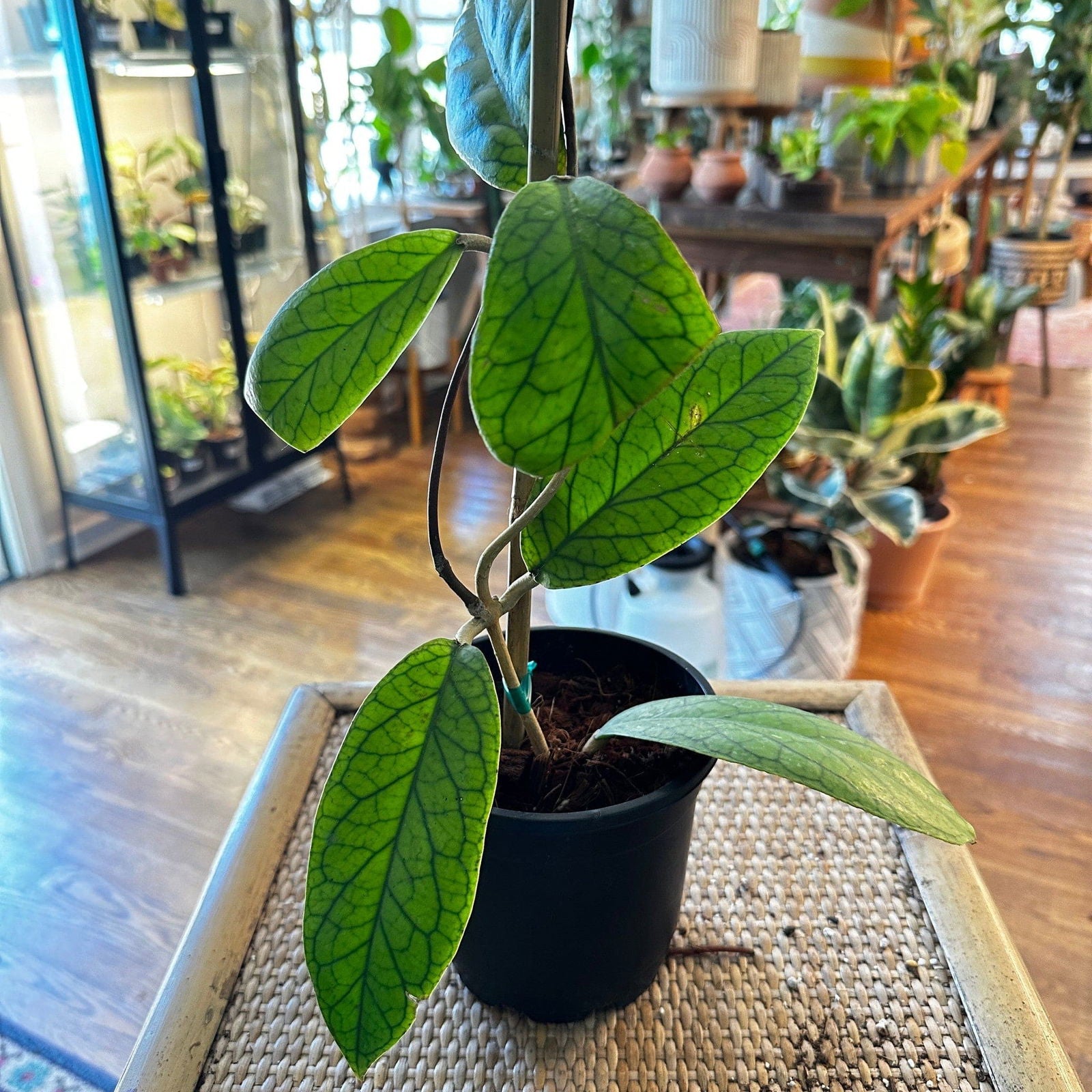 Hoya 'Vitellinoides' (j1) - Hidden Seed Plant Shop