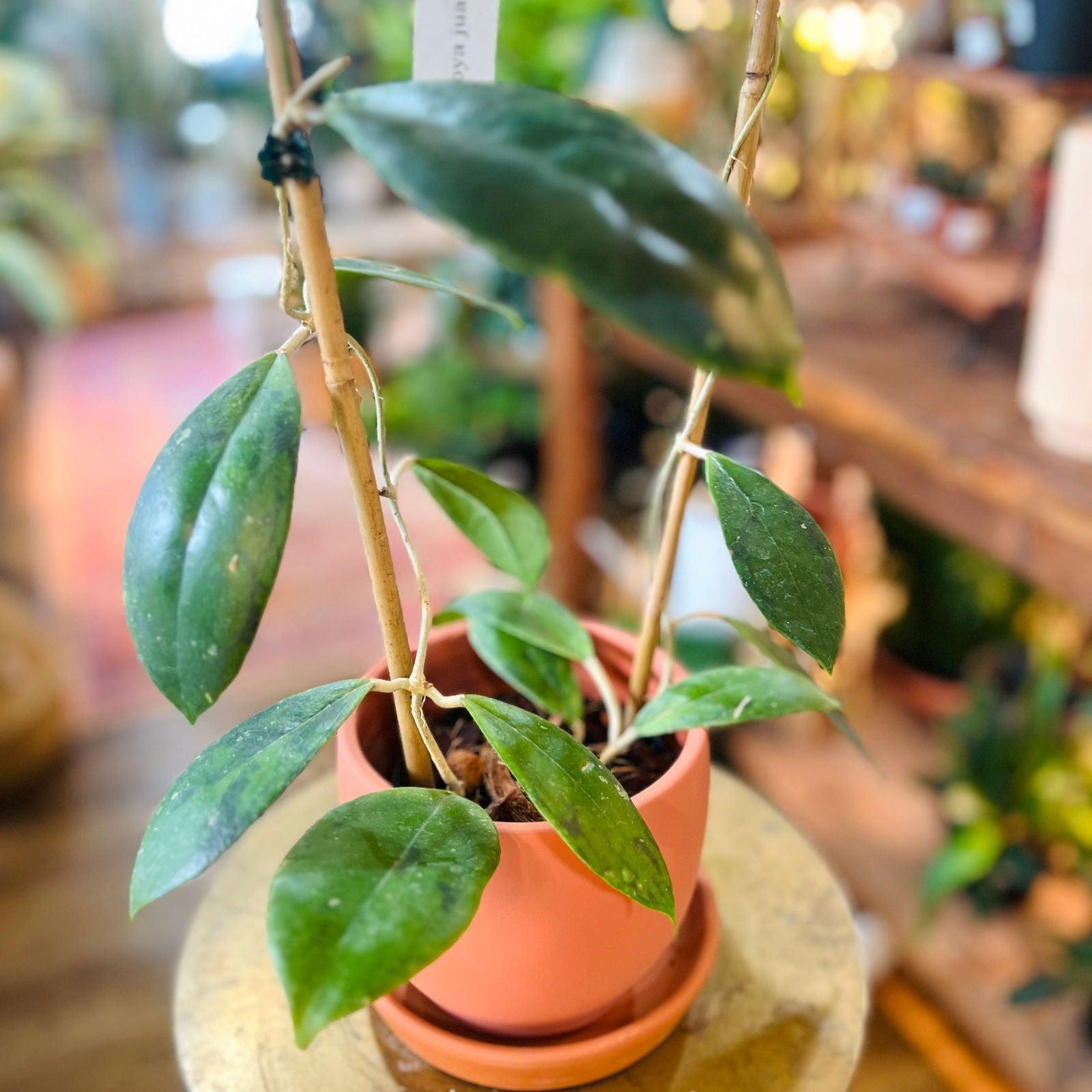 Hoya juannguoiana (Trellis) - Hidden Seed Plant Shop