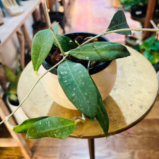 Hoya sp. ut168 (H. ruthiae) - Hidden Seed Plant Shop