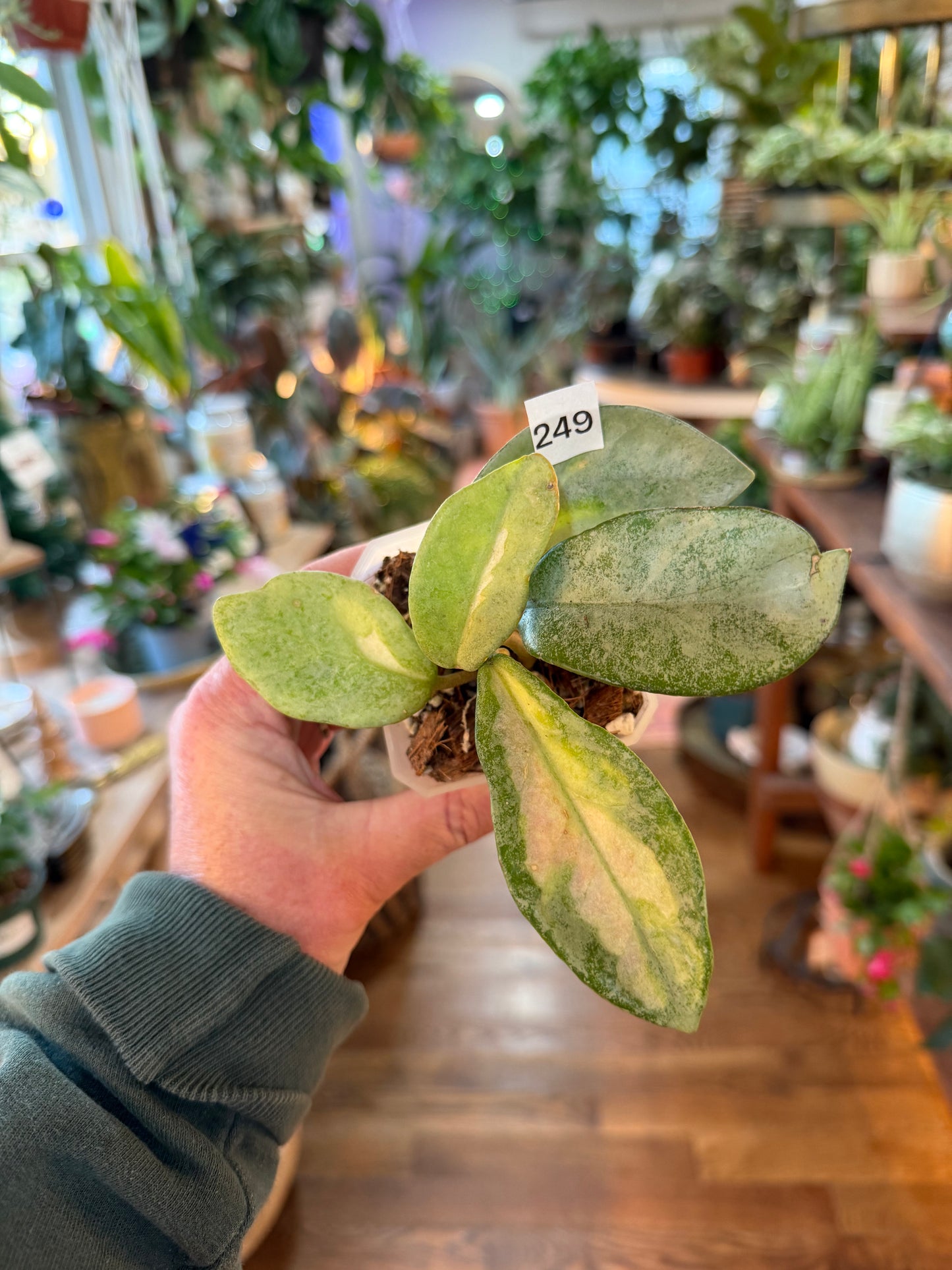 Hoya 'Argentea Princess' v3