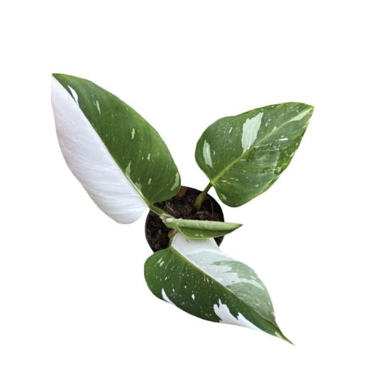 Philodendron White Princess