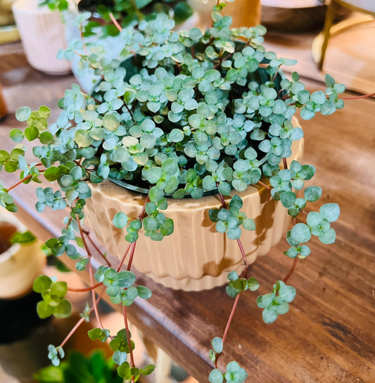 Pilea glauca aquamarine baby tears